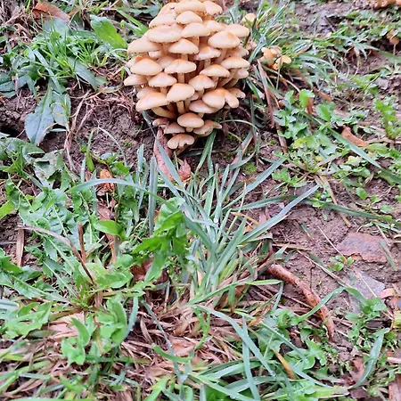 Burg Nad Banskou Stiavnicou Casa de Campo *